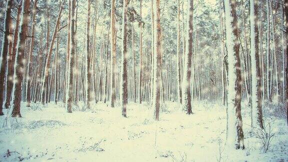 美丽的被雪覆盖的树木在冬天下雪时在森林中云杉