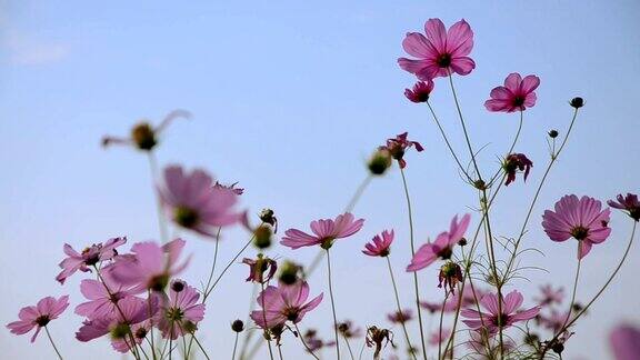 粉红色的宇宙花蜜蜂和蓝天