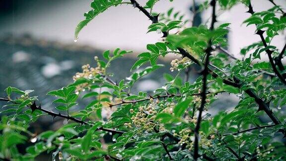 雨天的场景