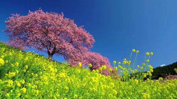 下嘉摩河边盛开的川崎樱花树和油菜花