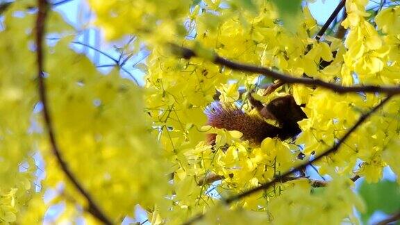 松鼠正在吃花