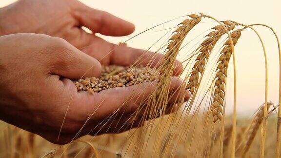 持有小麦谷物的农民