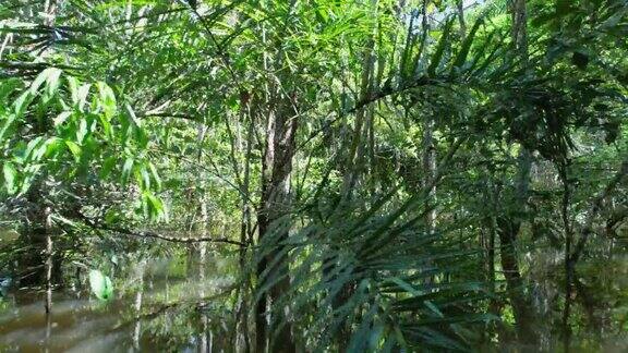 巴西亚马孙亚马逊森林的亚马逊河景观