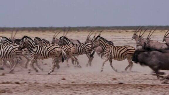 一个多样化的动物群的特写镜头包括斑马大羚羊(大羚羊)角马和跳羚被吓了一跳从一个水坑在Etosha国家公园纳米比亚