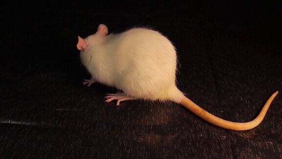 白老鼠孤立白化的老鼠在黑色的背景纯种老鼠作为宠物的啮齿动物啮齿类动物宠物在演播室动物的眼睛是红色的实验室里的动物老鼠野生动物野生的自然动物