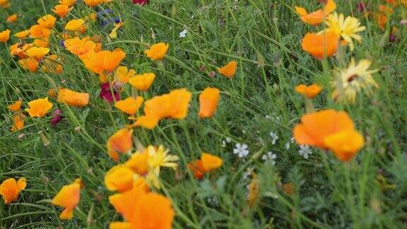 加利福尼亚黄花植物的自然背景夏天