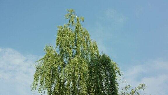 蓝天下的桦树