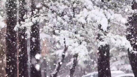 雪花落在松树上冬天的景色