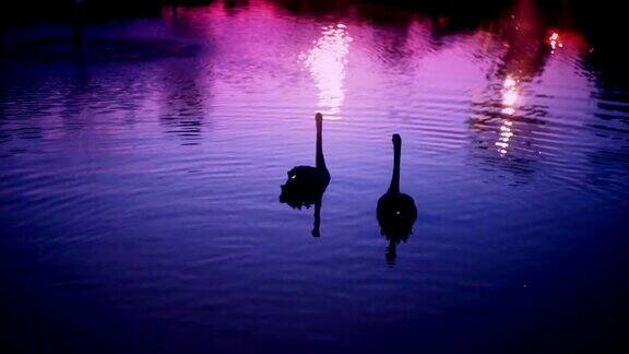 黑天鹅在湖面上夜色斑斓