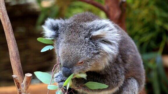 澳大利亚考拉栖息在树上吃树叶