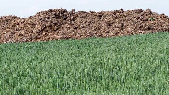 新鲜的肥料堆在麦田的边缘春季农业