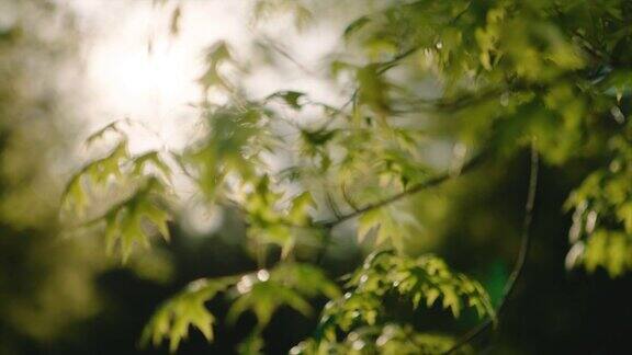阳光透过橡树的叶子