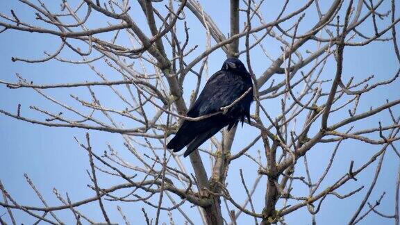 黑鸟乌鸦栖息在一根干枯的树枝上鸟黑乌鸦在蓝天背景自然上独枝