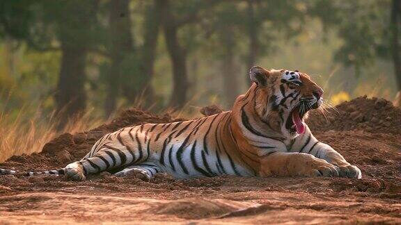 孟加拉虎在印度中部森林打哈欠和放松