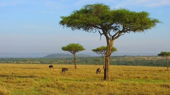 非洲大草原上的鸵鸟和金合欢树