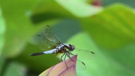 蜻蜓停在一朵莲花上