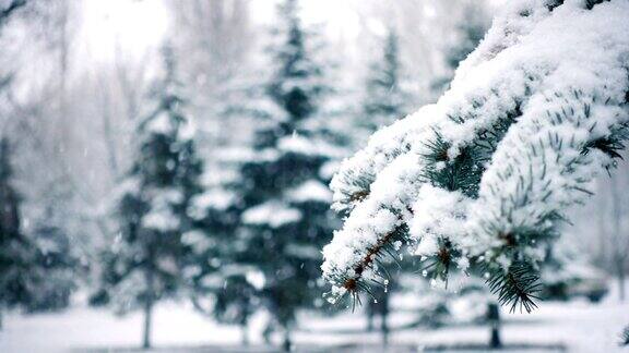 雪花落在冷杉树枝上