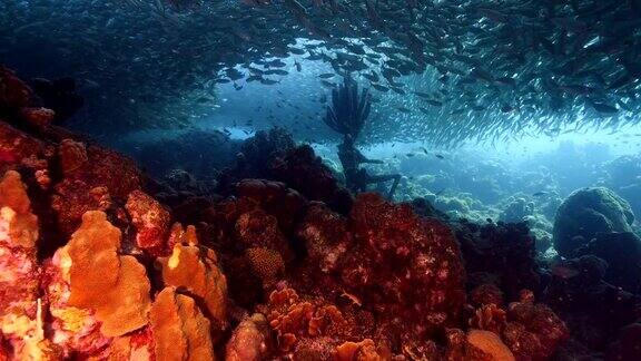 饵球在加勒比海库拉索岛附近的潜水地点普拉亚格兰迪珊瑚礁