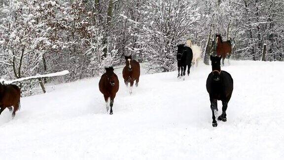在寒冷的冬天马在白雪皑皑的草地上奔跑