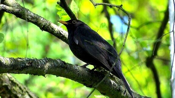 树枝上的黑鸟