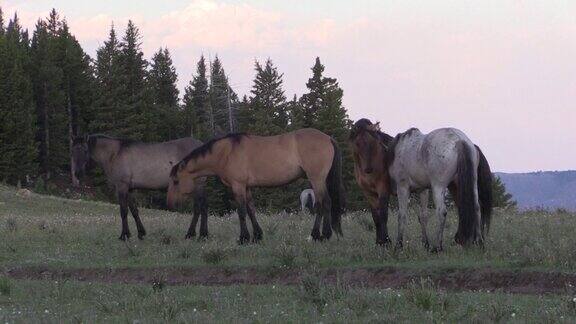 蒙大拿州普赖尔山脉夏天的野马
