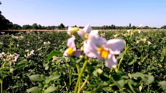 土豆开花农场地里的马铃薯丛中开着白色、浅粉色的花马铃薯生长繁殖马铃薯品种夏天炎热的晴天