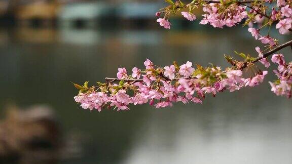 春花系列:微风中樱花枝头一簇簇绽放近景4K电影慢镜头
