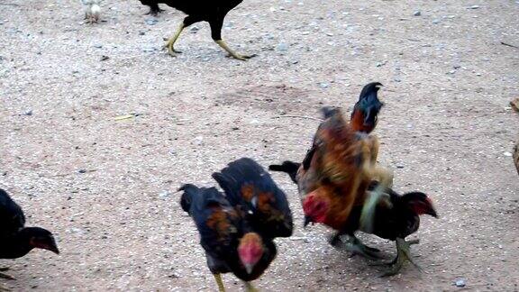 中午许多鸡在喂食