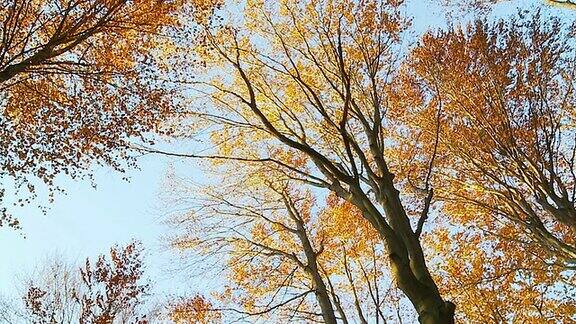 高清慢动作:树叶从树上飘落