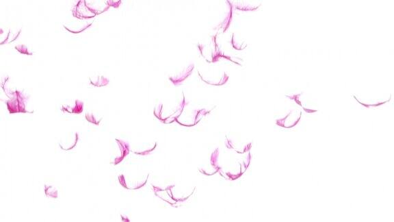 紫粉羽毛在白色背景上以慢动作落下