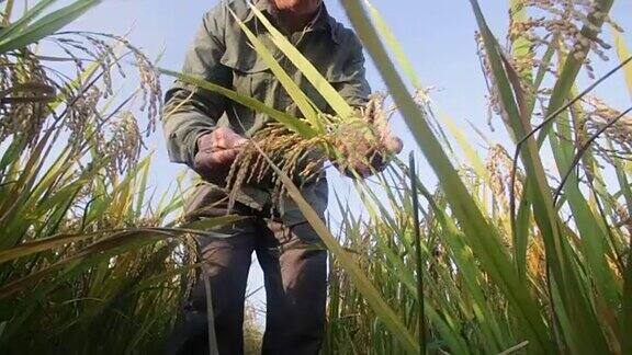 老人在阳光下检查秋天的成熟稻子