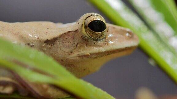 小青蛙挂在绿叶上的近距离微距镜头