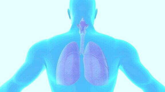 人体肺呼吸系统