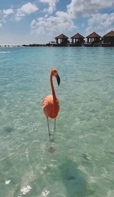 阿鲁巴海滩上的火烈鸟加勒比阿鲁巴海滩上五颜六色的粉红色火烈鸟