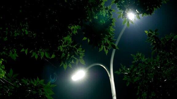 夜树与灯