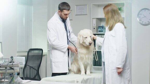 在兽医诊所兽医和他的助手用听诊器检查狗
