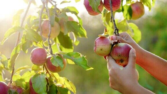 女孩从树上摘苹果