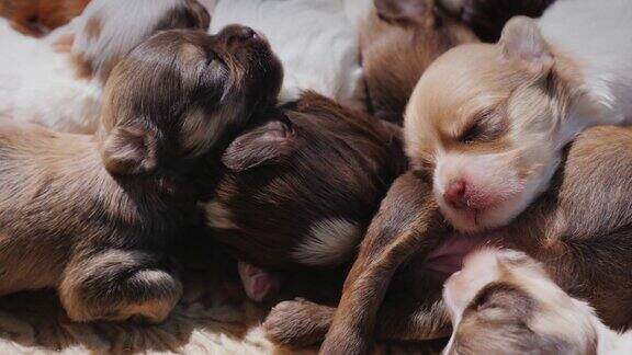 一群新生的小狗甜蜜地睡在一起温暖舒适概念