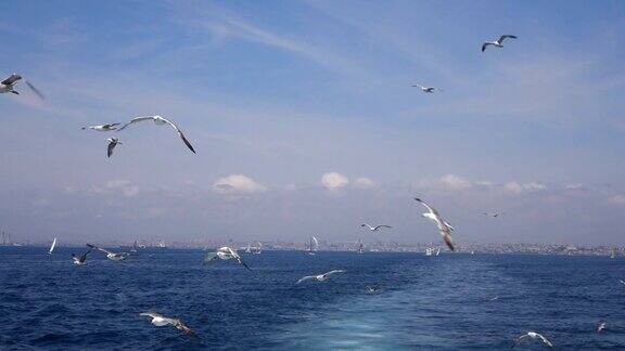 在伊斯坦布尔海鸥在船后飞翔