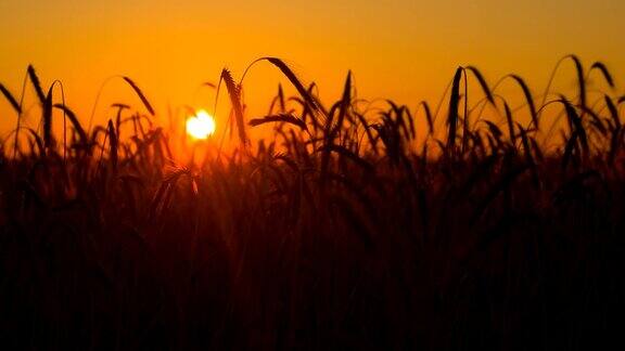 MSDS小麦穗在黄昏