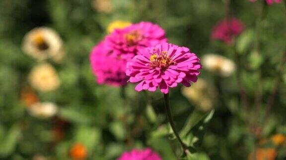 夏天花园里美丽的粉红色花朵的特写视频