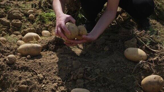 农夫在阳光明媚的田野里收获土豆这位农妇手里拿着一种马铃薯生物制品