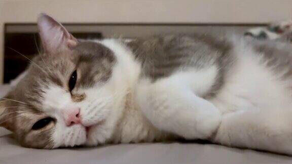 有趣的苏格兰折灰色条纹猫睡觉和躺在人的床上