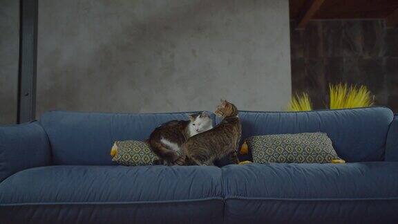 两只可爱的家猫在沙发上休息
