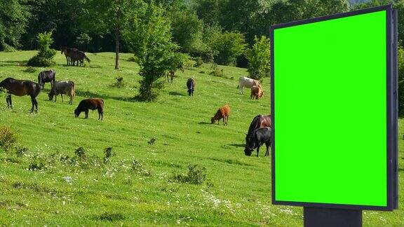 广告牌上的绿色屏幕背景上的马在绿色的草地