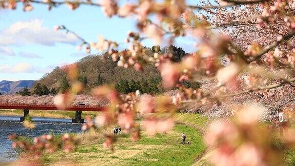 樱花的花将日本秋田犬