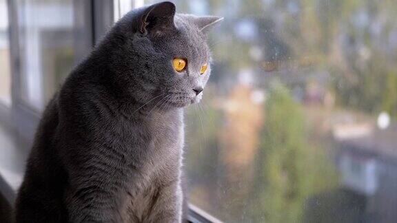 肖像美丽的灰色英国猫直耳朵看窗外