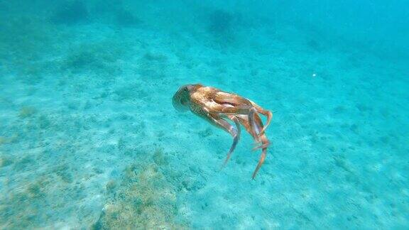 一只章鱼在海里游泳