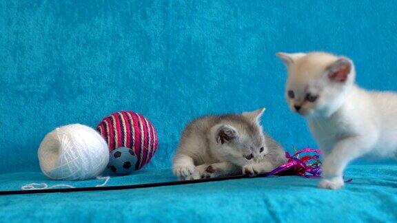 小猫白色和灰色的新生小猫在沙发上蓝色的床上躺着可爱的小猫