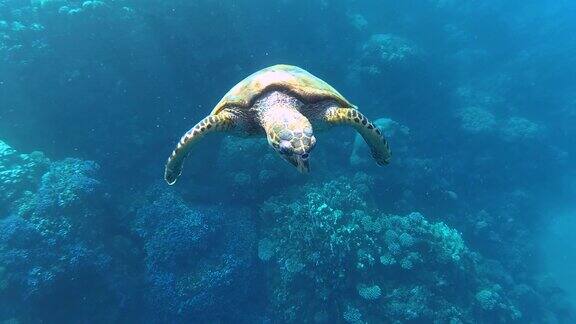 在海里游泳的玳瑁海龟